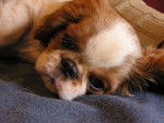Esperanza - English Toy Spaniel (5 mois)