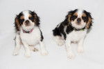 Photo English Toy Spaniel