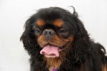 Photo English Toy Spaniel