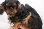 Photo English Toy Spaniel