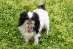 Photo English Toy Spaniel