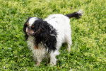 Photo English Toy Spaniel