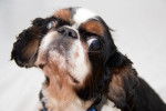 Photo English Toy Spaniel