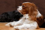 Photo English Toy Spaniel