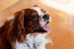 Photo English Toy Spaniel