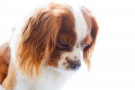 Photo English Toy Spaniel