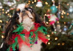 Photo English Toy Spaniel