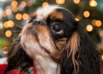 Photo English Toy Spaniel