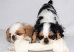 Photo English Toy Spaniel
