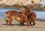 Photo English Toy Spaniel
