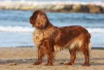 Photo English Toy Spaniel