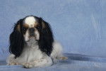 Photo English Toy Spaniel