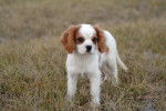 Photo English Toy Spaniel