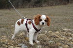 Photo English Toy Spaniel