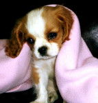 Booboo - English Toy Spaniel (3 mois)