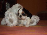 King Charles Spaniel Gingembre - English Toy Spaniel