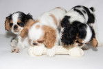 Photo English Toy Spaniel