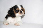 Photo English Toy Spaniel