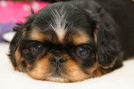 Photo English Toy Spaniel