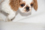 Photo English Toy Spaniel