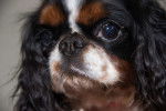 Photo English Toy Spaniel