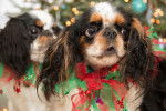 Photo English Toy Spaniel