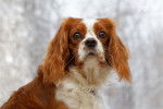 Photo English Toy Spaniel