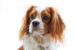 Photo English Toy Spaniel