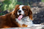 Photo English Toy Spaniel