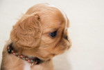 Photo English Toy Spaniel