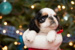 Photo English Toy Spaniel
