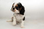 Photo English Toy Spaniel