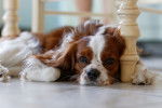 Photo English Toy Spaniel
