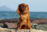 Photo English Toy Spaniel