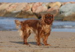 Photo English Toy Spaniel
