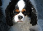 Photo English Toy Spaniel