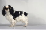 Photo English Toy Spaniel