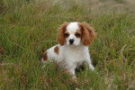 Photo English Toy Spaniel