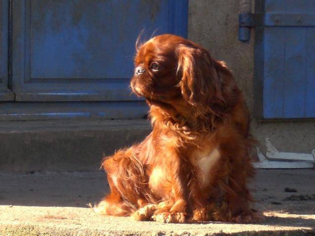 King Charles Spaniel Darjeeling - English Toy Spaniel Femelle