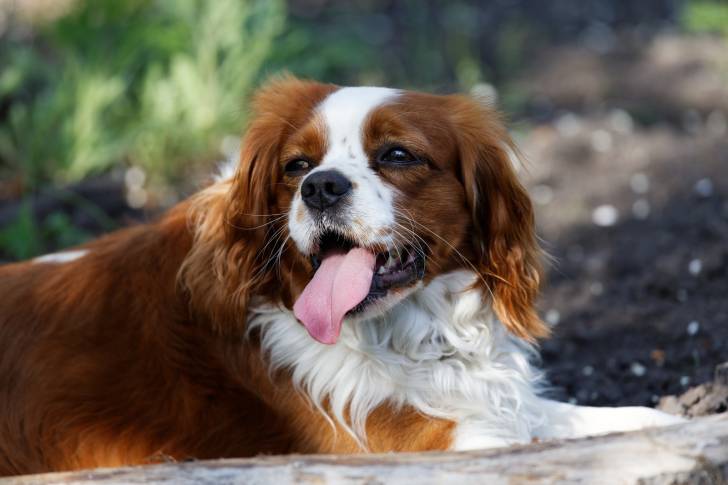 L'English Toy Spaniel
