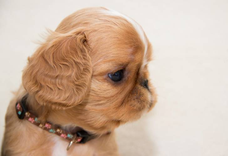 Photo English Toy Spaniel
