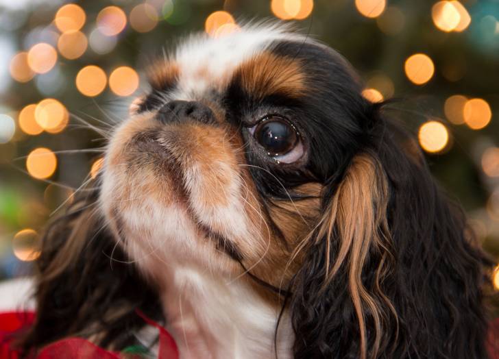 Photo English Toy Spaniel