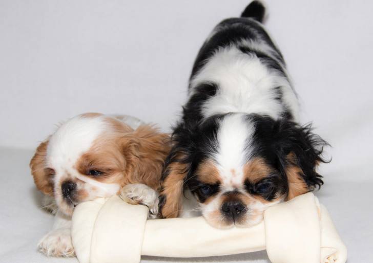 Photo English Toy Spaniel