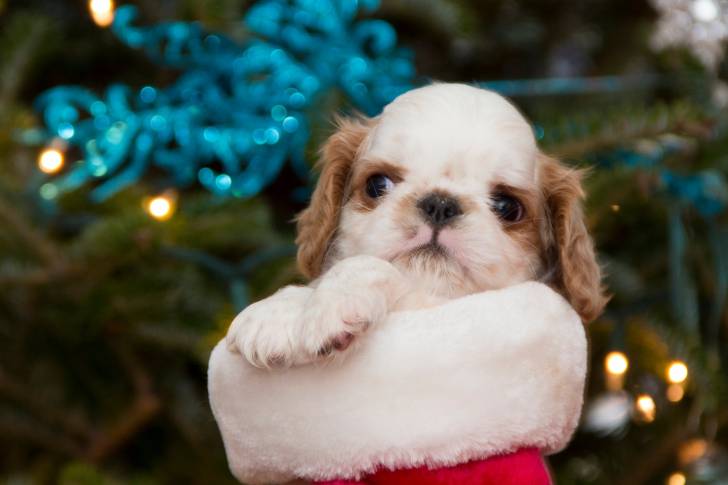 Photo English Toy Spaniel