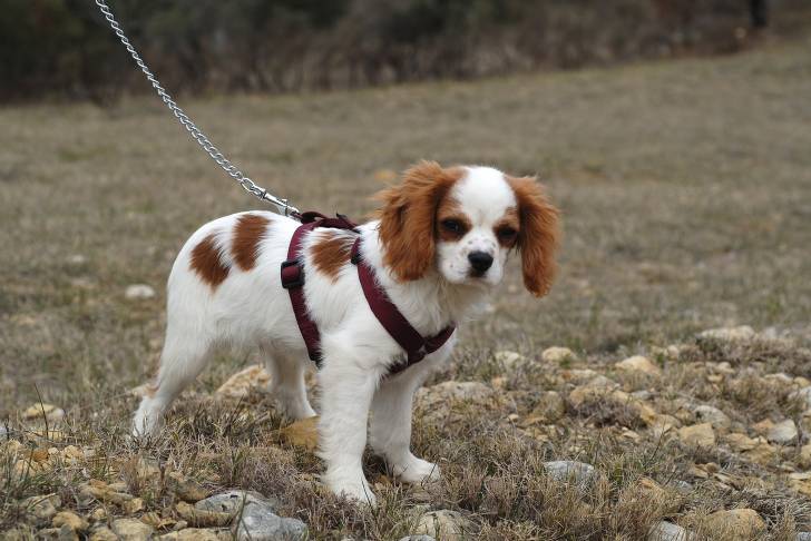 Photo English Toy Spaniel