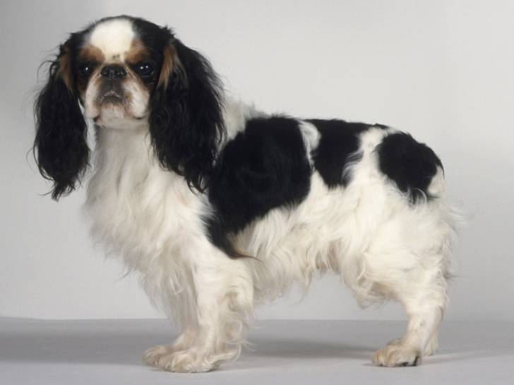 Un King Charles Spaniel vu de profil.