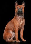 Photo Chien Chinois de Chongqing