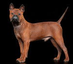 Photo Chien Chinois de Chongqing