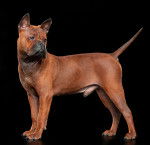 Photo Chien Chinois de Chongqing