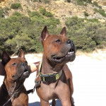 Photo Chien Chinois de Chongqing